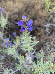 Lobostemon glaucophyllus