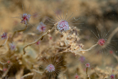 Tubulariidae