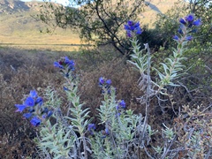 Lobostemon glaucophyllus