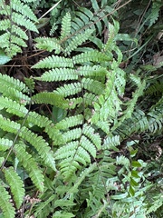 Coryphopteris