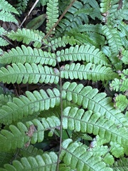 Coryphopteris