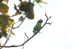 Psittacula alexandri fasciata