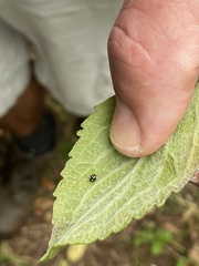 Hyperaspis pantherina