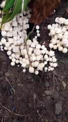 Coprinellus disseminatus