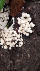 Coprinellus disseminatus