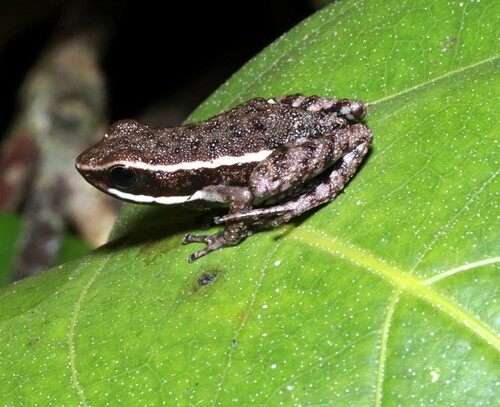 Panguana Poison Frog