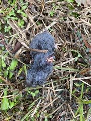Blarina carolinensis