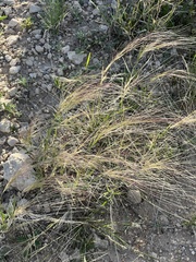 Scleropogon brevifolius