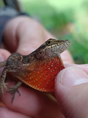 Anolis mariarum