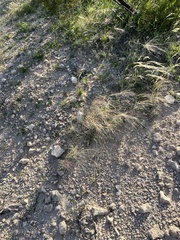 Scleropogon brevifolius