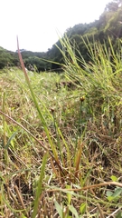Xyris formosana