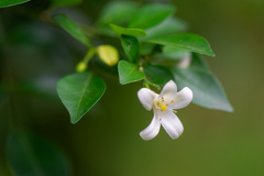 Murraya paniculata