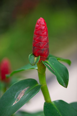 Costus woodsonii