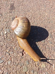 Natalina cafra