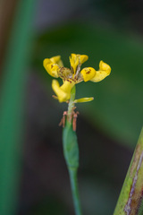 Trimezia martinicensis