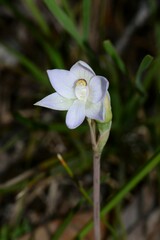 Thelymitra pallidiflora