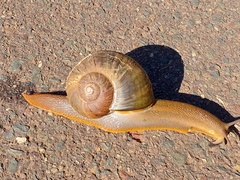 Natalina cafra
