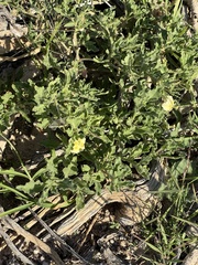 Chamaesaracha sordida