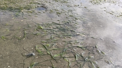 Zostera japonica