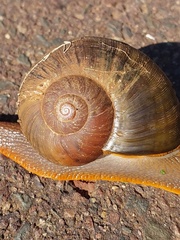 Natalina cafra
