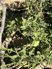 Chamaesaracha sordida