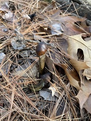 Tolypocladium capitatum