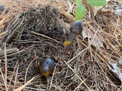 Tolypocladium capitatum