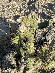 Cylindropuntieae
