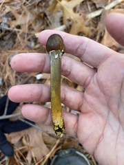 Tolypocladium capitatum