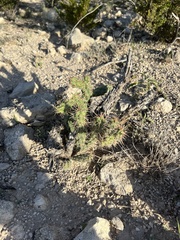 Cylindropuntieae
