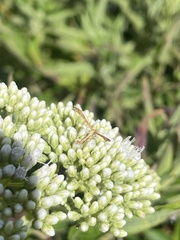 Lantanophaga pusillidactylus