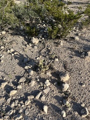 Cylindropuntieae