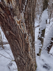 Serpula himantioides