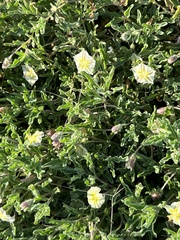 Chamaesaracha sordida