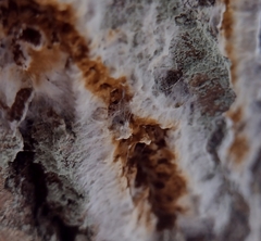 Serpula himantioides