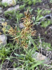 Cyperus congestus