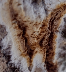 Serpula himantioides