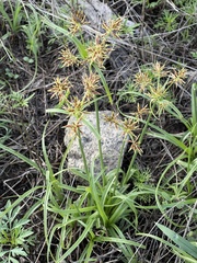 Cyperus congestus