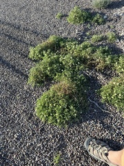 Chamaesaracha sordida