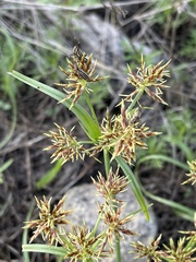 Cyperus congestus