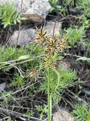 Cyperus congestus