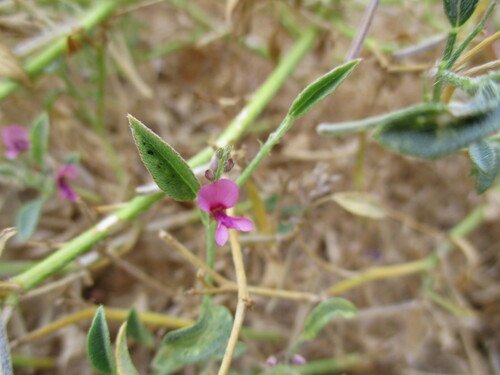 Tephrosia monophylla image