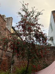 Pyracantha koidzumii