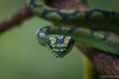 Craspedocephalus trigonocephalus