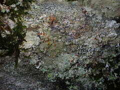 Melanohalea exasperata