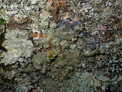 Melanohalea exasperata