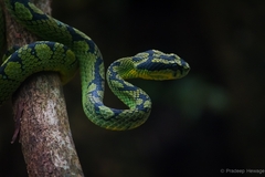 Craspedocephalus trigonocephalus
