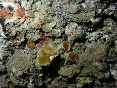 Melanohalea exasperata