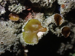 Melanohalea exasperata