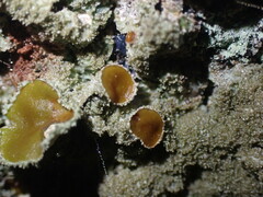 Melanohalea exasperata